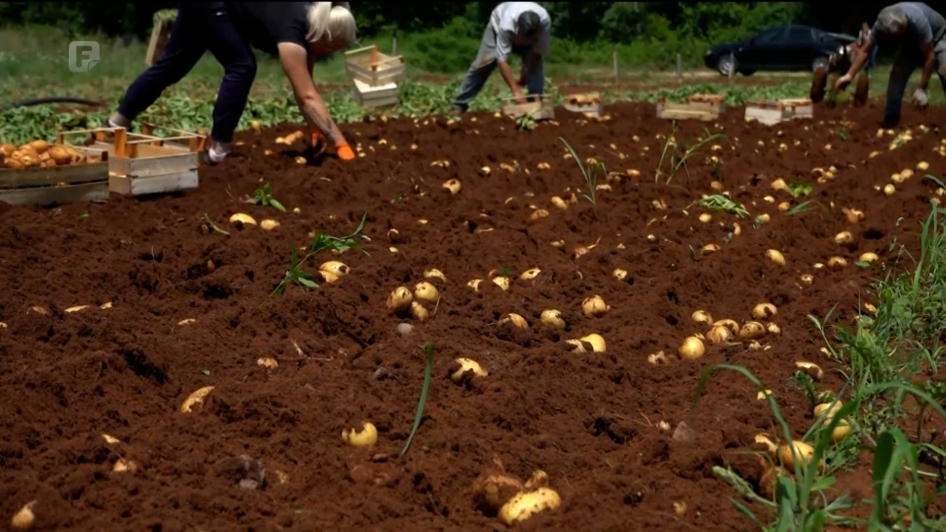 Krumpir je spašen, uništeni su nasadi lubenice, dinje, vinove loze, ječma, kukuruza